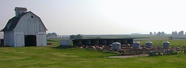 Hog farm